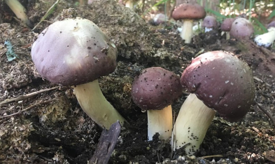 Mushroom Mountain Is an Epic Mushroom Lab South Carolina